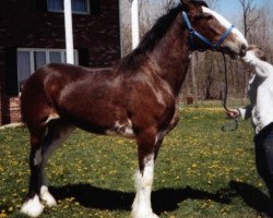 broodmare Brookside Shelby Lynn (Clydesdale, 1998, from Favama Royal Aristocrat)