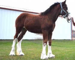 broodmare Brookside Sarah (Clydesdale, 2017, from ADKS Luthur)