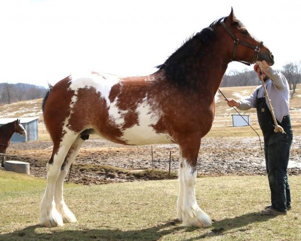 Zuchtstute Irish Thunder's Celtic Farrah (Clydesdale, 2012, von Thistle Ridge Argyll Enhancer)