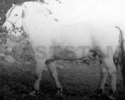 stallion Heggmann N.1528 (Fjord Horse, 1952, from Lun N.1011)