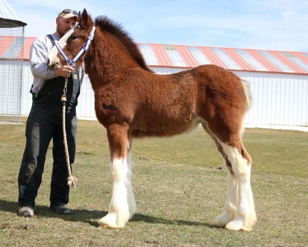 Pferd Brookside Luna (Clydesdale, 2018, von GSL Sensation's Commander)