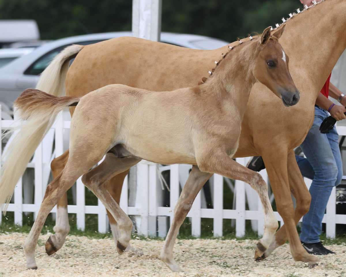 stallion Dream Dancer (German Riding Pony, 2014, from Dimension AT NRW)