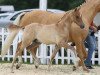 stallion Dream Dancer (German Riding Pony, 2014, from Dimension AT NRW)