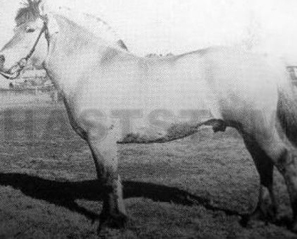 stallion Bamse 6 SWE (Fjord Horse, 1956, from Kleppar N.1462)
