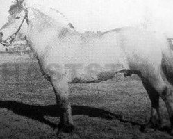 stallion Bamse 6 SWE (Fjord Horse, 1956, from Kleppar N.1462)