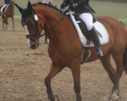 dressage horse Daddy's Little Darling 3 (Hanoverian, 2013, from Don Darius)