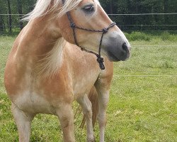 horse Willi (Haflinger, 2015, from liz.481/T Wulkan)