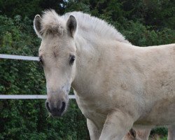 horse Iron Man (Fjord Horse, 2019, from Ismo)