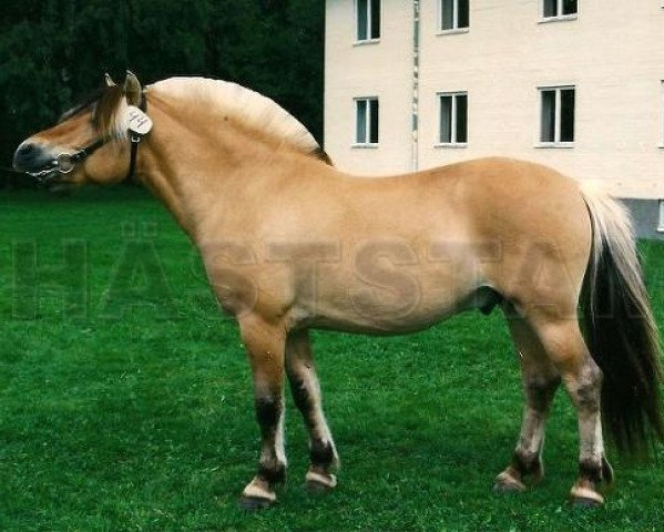 stallion Lunbrigg (Fjord Horse, 1989, from Briggen N.1995)