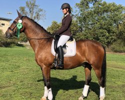 dressage horse Seraphin 13 (Oldenburg, 2000, from Sterntänzer)