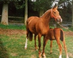 broodmare Padua (Westphalian, 1991, from Parademarsch I)