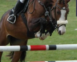 jumper Harizma (polish noble half-breed, 2008, from King Size)