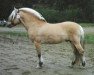 stallion Dalar N.2120 (Fjord Horse, 1985, from Tunfeld N.1862)