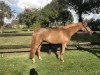 dressage horse Blue Forest Pepper (New Forest Pony, 2015, from Lex)