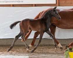 broodmare Fi'Bi (Hanoverian, 2019, from Finest)