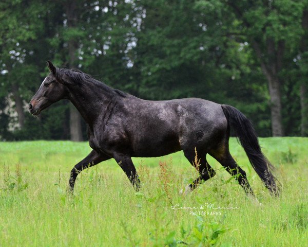 broodmare Noblesse (Westphalian, 2007, from Now Or Never M)