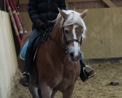 dressage horse Davina (7,03% ox) (Edelbluthaflinger, 2010, from Alibaba)