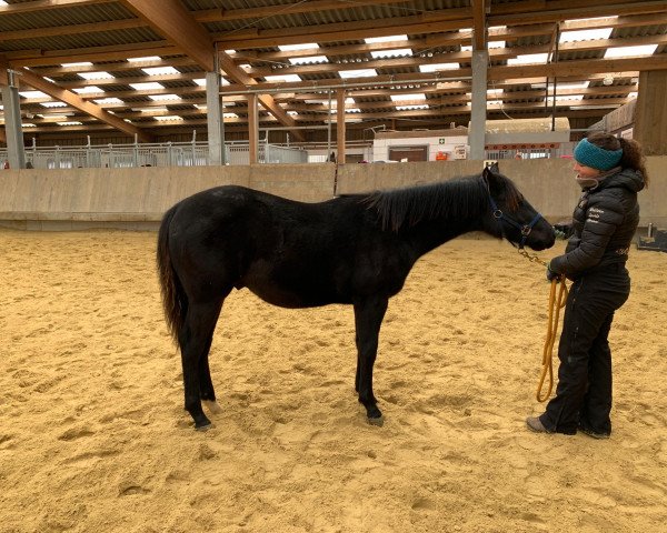 Pferd Armani (Quarter Horse, 2019)