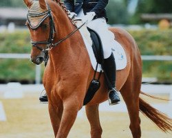 dressage horse Broadway (Hanoverian, 2010, from Belissimo NRW)