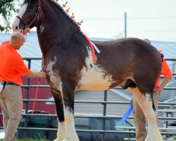 Deckhengst Irish Thunder's Celtic Dawson (Clydesdale, 2010, von Thistle Ridge Argyll Enhancer)