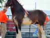 stallion Irish Thunder's Celtic Dawson (Clydesdale, 2010, from Thistle Ridge Argyll Enhancer)