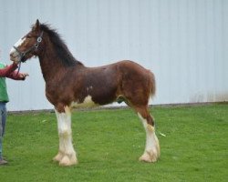 horse Brookside Rowdy (Clydesdale, 2015, from Irish Thunder's Celtic Dawson)