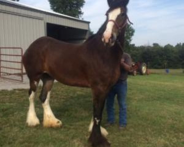 Zuchtstute Brookside R&M Peekaboo Streek (Clydesdale, 2008, von Brookside Taylor Made)