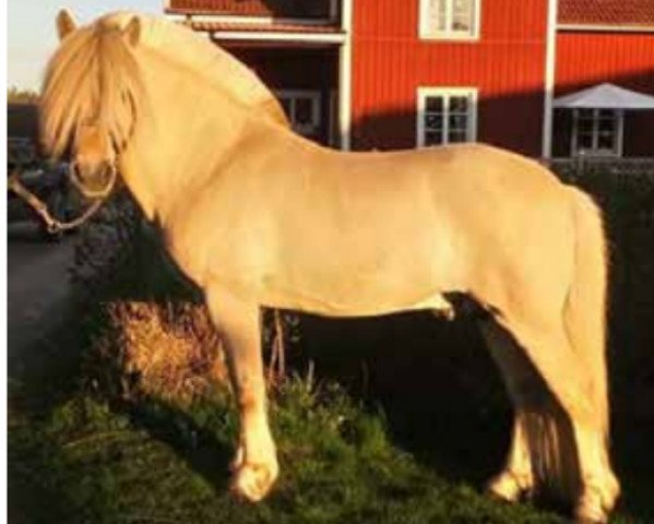 stallion Finslands Ringo (Fjord Horse, 2007, from Leirdals Odin N-02-2609)