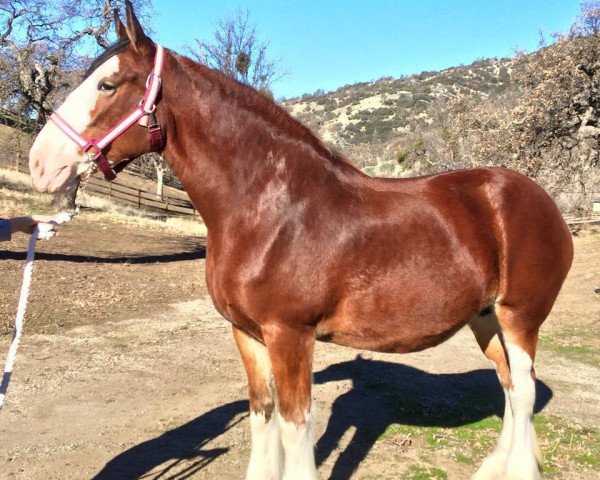 Zuchtstute Ozark's Royal Crystal Gail (Clydesdale, 2007, von Cedarlane Hurricane)