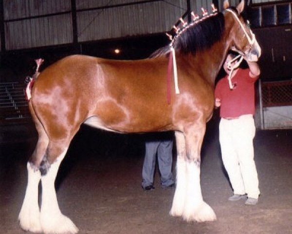 Zuchtstute Schwartzdale Favourite (Clydesdale, 1997, von Greendykes Intrepid)