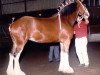 broodmare Schwartzdale Favourite (Clydesdale, 1997, from Greendykes Intrepid)