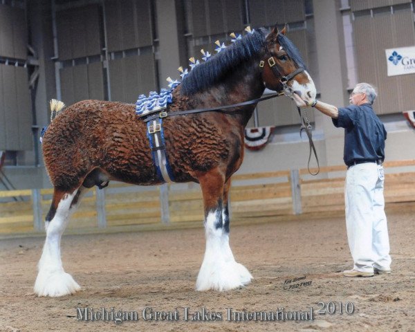 stallion Robyncroft Perfect Son (Clydesdale, 2002, from Hillmoor Fusilier)