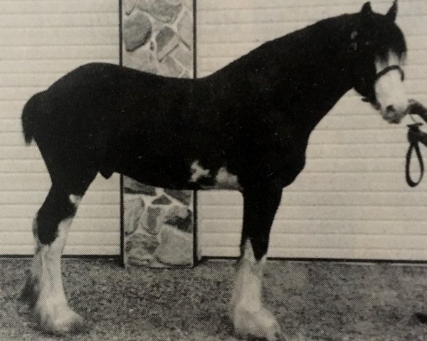 stallion Brookdale's J.R. Perfection (Clydesdale, 1984, from Silver Perfection Fleming)