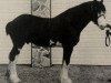 stallion Brookdale's J.R. Perfection (Clydesdale, 1984, from Silver Perfection Fleming)