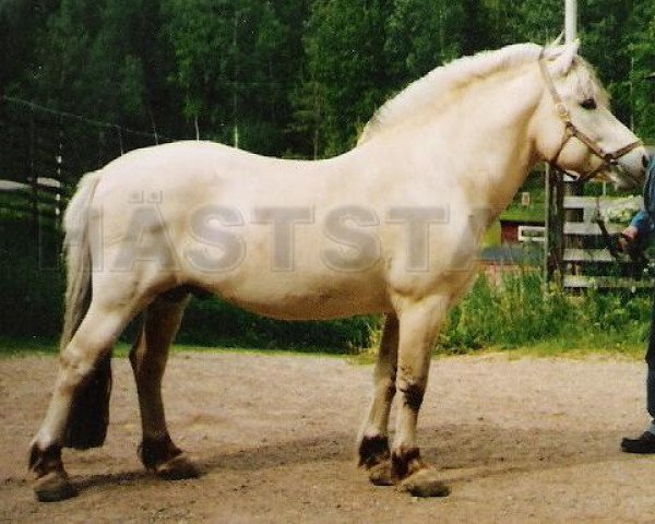 stallion Almin (Fjord Horse, 1984, from Bronse N.1887)