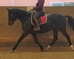 dressage horse Renesmee Now (Oldenburg, 2014, from For Romance I)