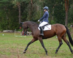 dressage horse Ginny (Rhinelander, 2010, from Quaterback)