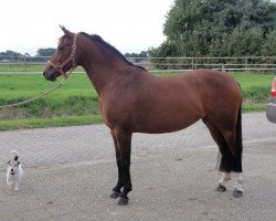 broodmare Freeleander (New Forest Pony, 2006, from Vivienne's Vision of Freedom)