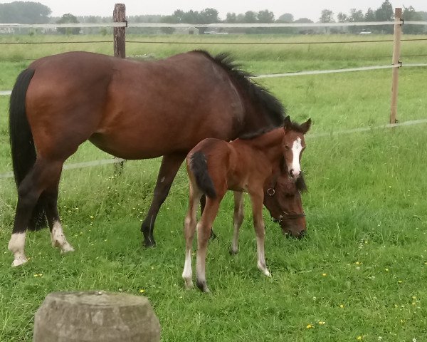 horse Dinkel's Akira (New Forest Pony, 2018, from Kulberg's Timor)