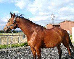 Pferd Alina W (Hessisches Warmblut, 1995, von Aargau)