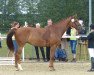 broodmare Sommer Rubin (Rhinelander, 2012, from Sir Heinrich OLD)