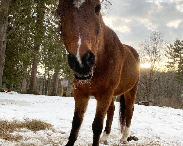 horse Boreal 4 (German Riding Pony, 2001, from Benetton S)