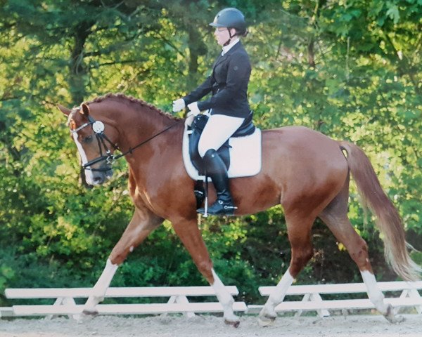 dressage horse Dakota Sun 4 (Westphalian, 2013, from Dankeschön)