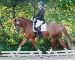 dressage horse Dakota Sun 4 (Westphalian, 2013, from Dankeschön)