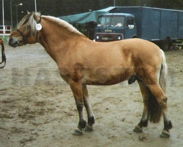 stallion Alexander Lukas (Fjord Horse, 1990, from Dalar N.2120)