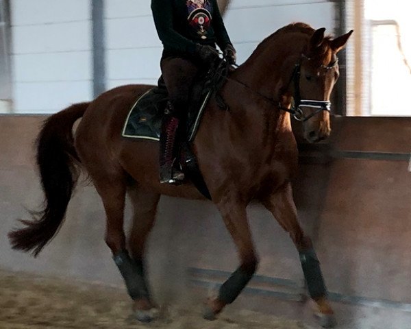 dressage horse Venezuela 13 (Oldenburg, 2014, from Blue Hors Veneziano)