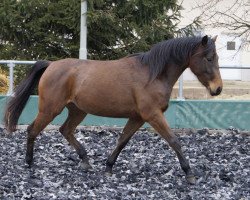 dressage horse Diamond's Toffee (Little German Riding Horse, 2010, from Taffy's Black Diamond)