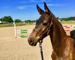 dressage horse Hengst von Maracaná / Limes (German Sport Horse, 2019, from Maracana)