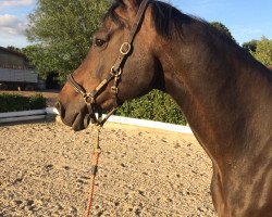 broodmare La Belle Liberté (Oldenburg, 2001, from Limes)