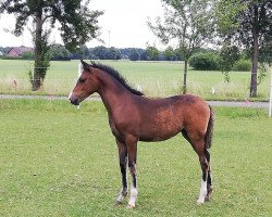 dressage horse Destinys Hope (German Riding Pony, 2020, from Dreidimensional AT NRW)